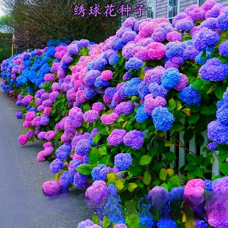 绣球花种子易活盆栽植物木绣球秋冬天种八仙花种籽子四季开花