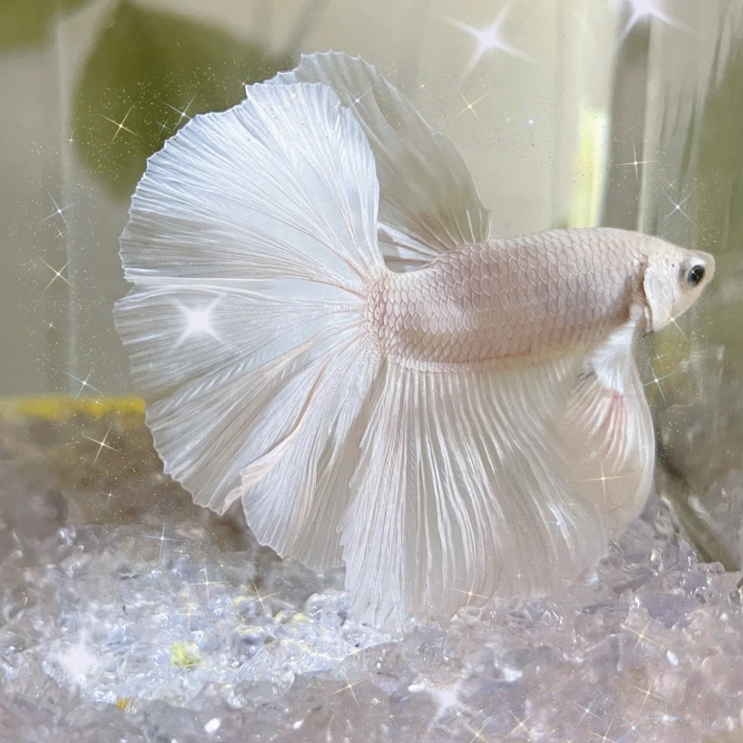 C11（241-264）精品泰国斗鱼小型热带观赏鱼（直播间选鱼）