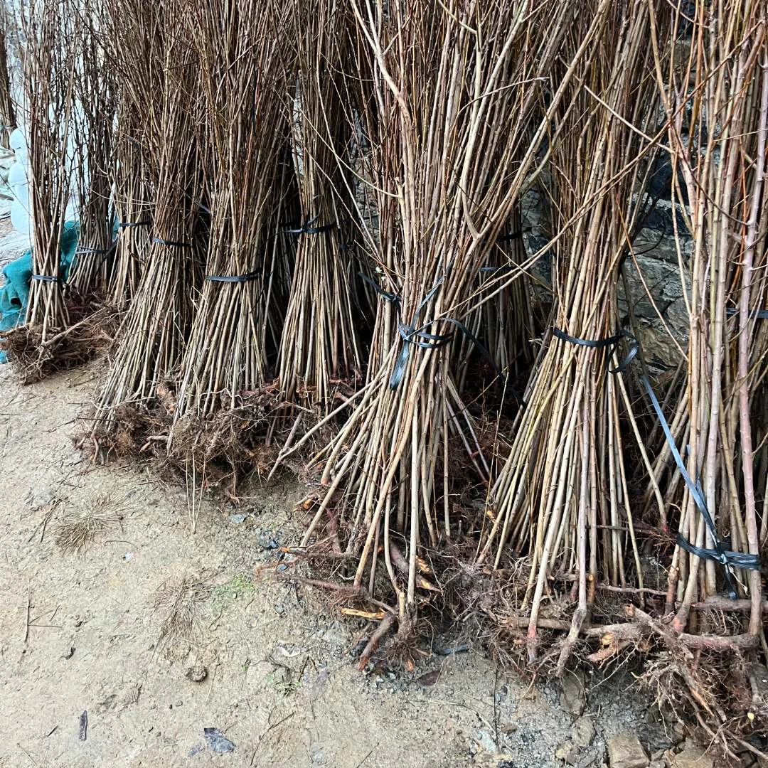 贵州六马蜂糖李子树苗（原生苗）地栽 大花盆栽