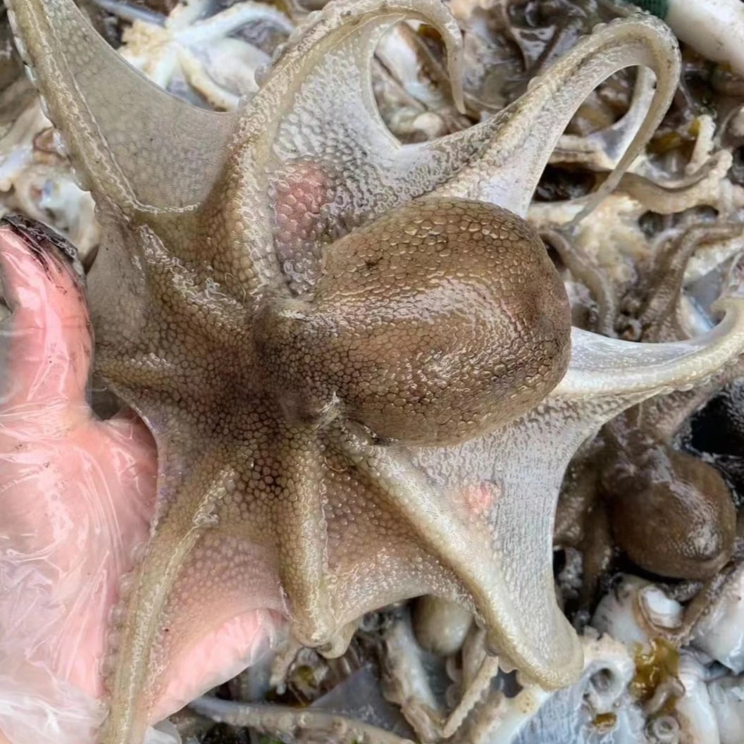 大连当地八爪鱼 不泡水 保鲜不保活