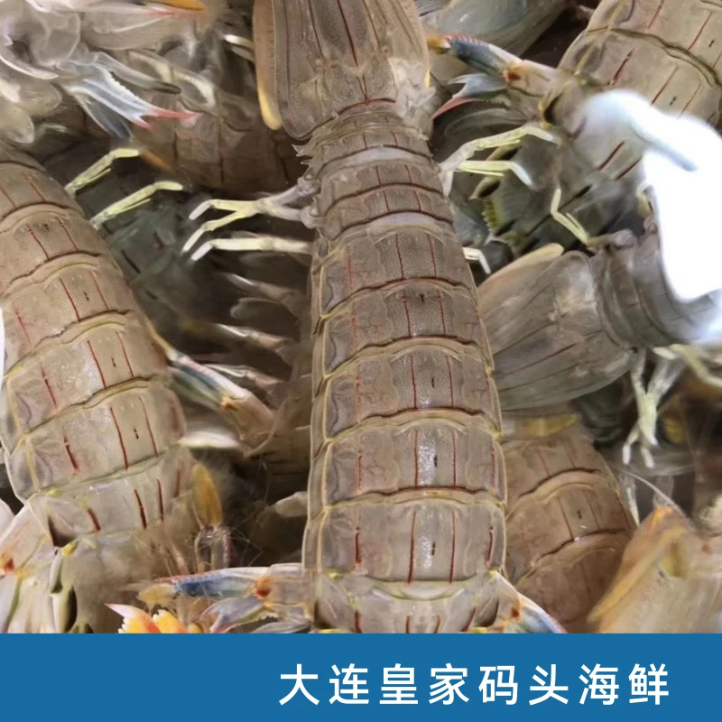 断氧【虾爬子/皮皮虾】公母随机混发 运输到家保鲜不保活