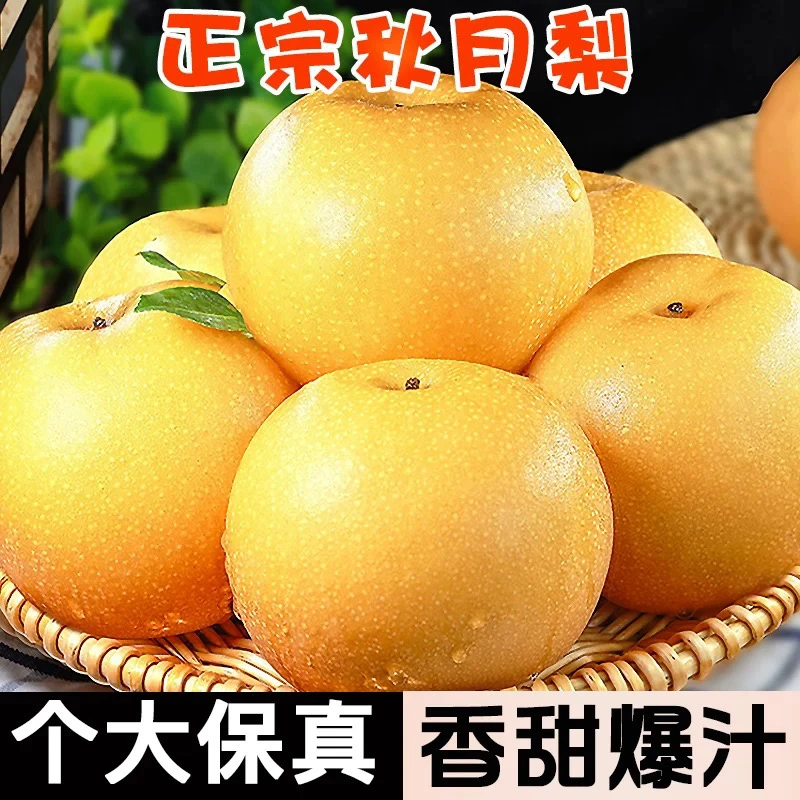 【李铭雪专属】山东(秋月梨)糖心梨子皮薄多汁现摘现发 4.5-5斤装