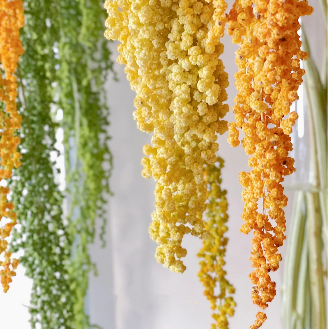 【柔丽丝】【吊米】新鲜切枝  店铺任意两单（顺丰）包邮