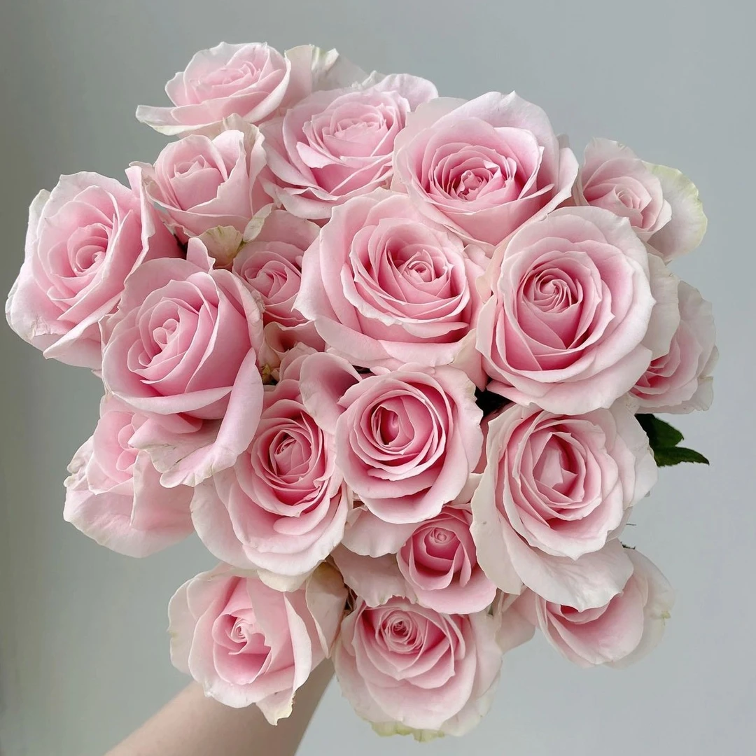 【粉红雪山】畅销单头玫瑰  栽培种植产地  店铺任意两单（顺丰）包邮