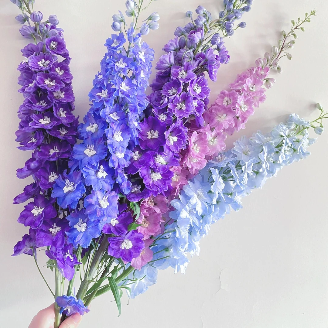 【大飞燕鲜花】鲜切花 水养瓶插 店铺任意两单（顺丰）包邮