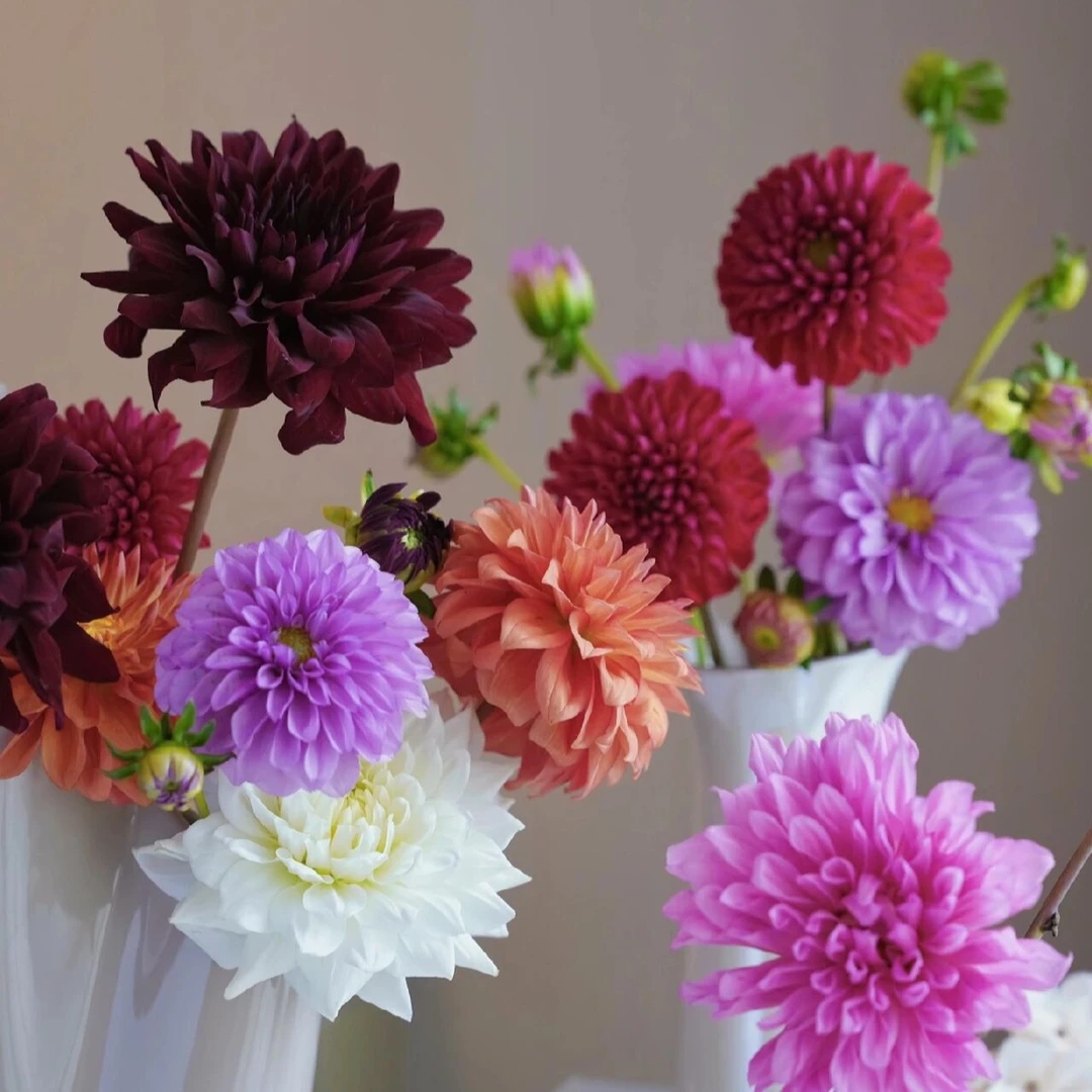 【大丽花】鲜切花 稀有品种大丽花 店铺任意两单（顺丰）包邮