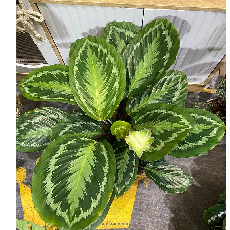 【白美丽竹芋】超大茂盛室内观叶新品耐阴大绿植