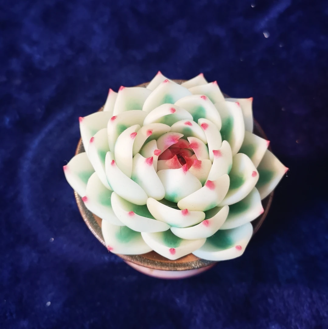 手工多肉-吉娃娃锦