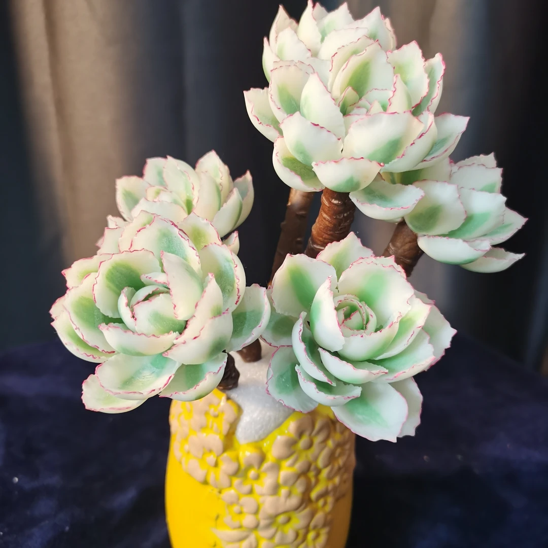 手工多肉-伯克利锦