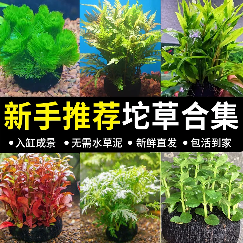 懒人水草鱼缸造景坨草水草阴性造氧水草发货15cm左右