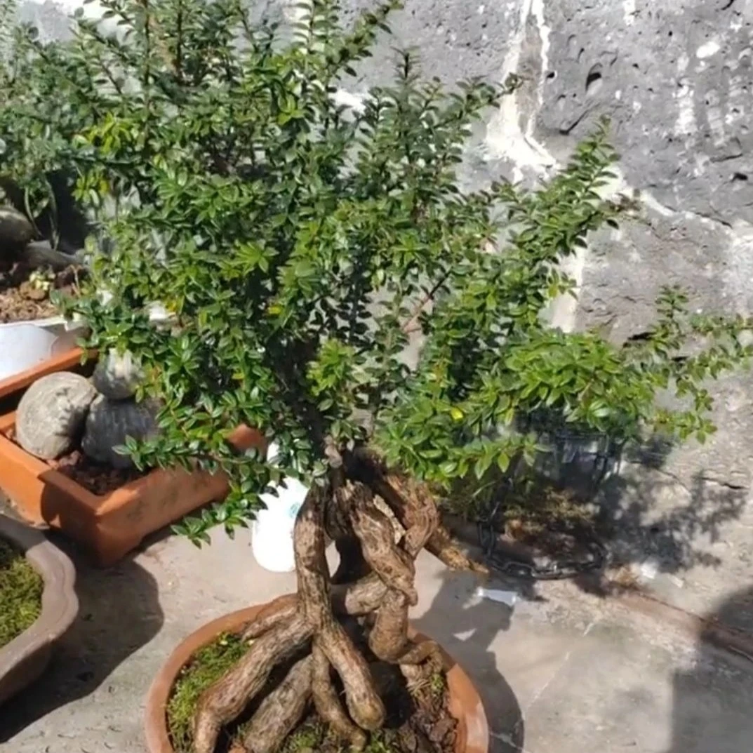 树罗卜、五翅梅、吊金钟（一物一拍）