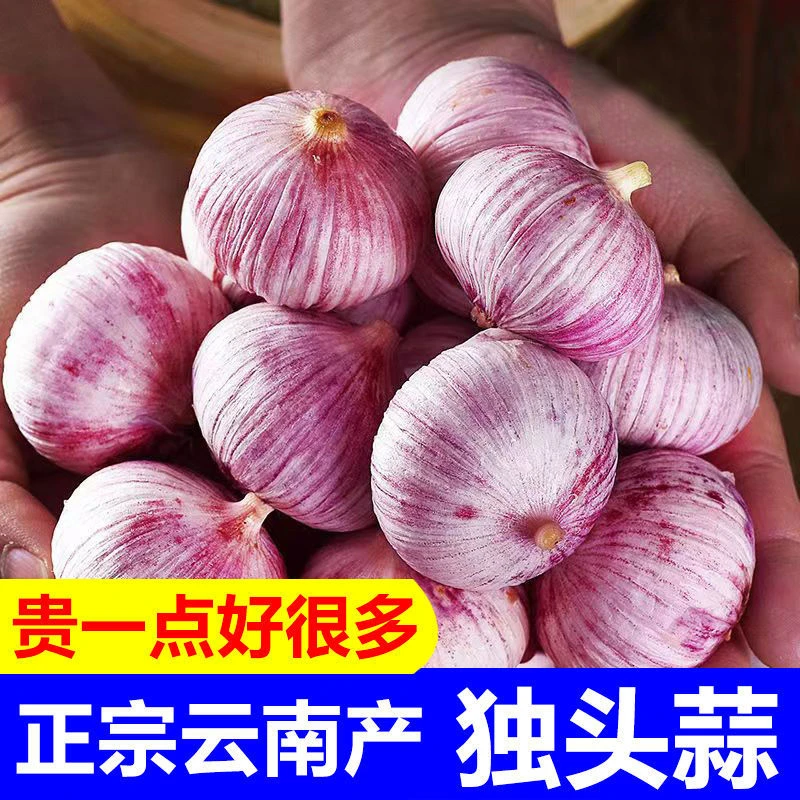 【超低价】新鲜紫皮独蒜独头蒜批发干蒜头大蒜头0.5/2/3/5斤包邮