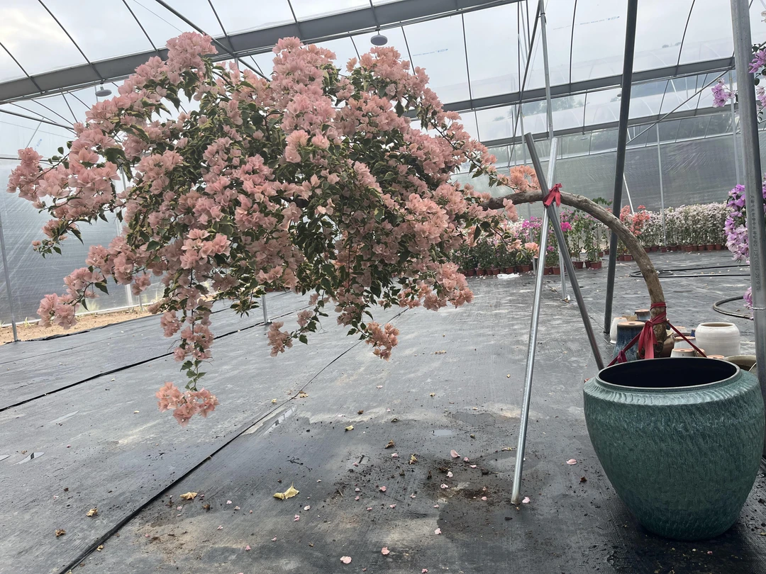 【一物一拍】精品盆景三角梅斜飘造型高端客厅阳台庭院马斯