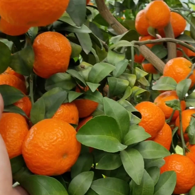 【耒阳闪送】砂糖橘/10斤装 沙糖桔子小蜜整箱