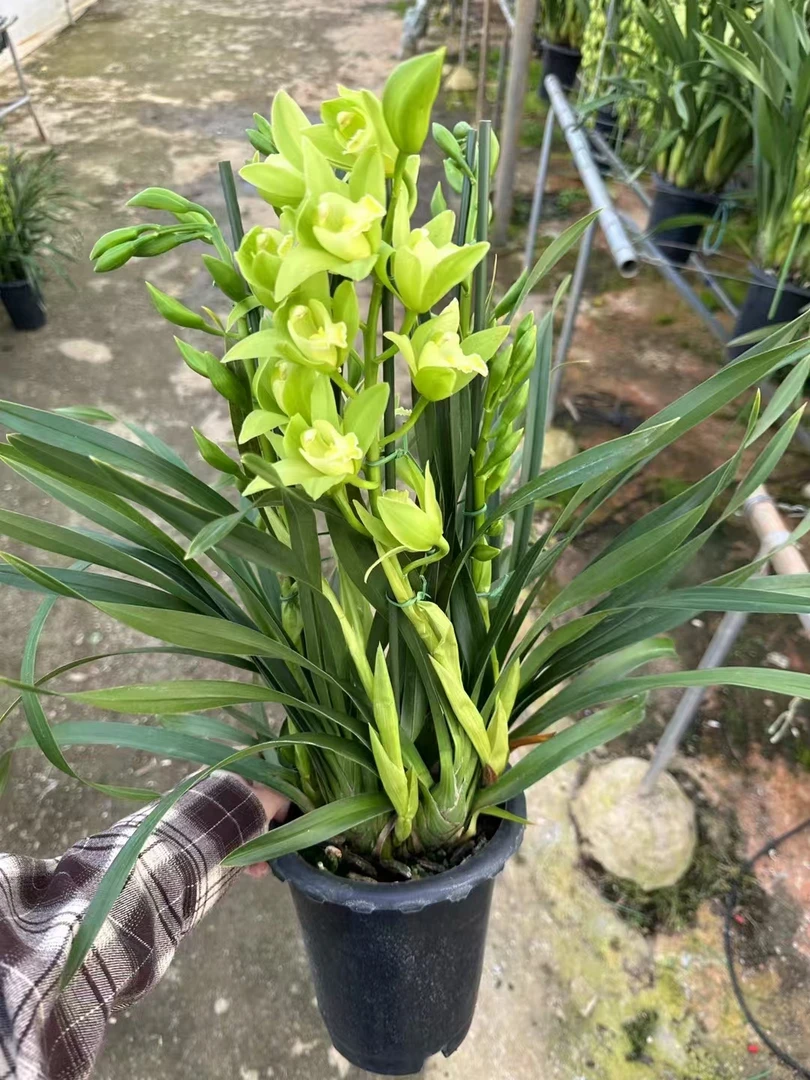 【绿精灵】大花惠兰多花色年宵花兰花盆栽花卉室内客厅