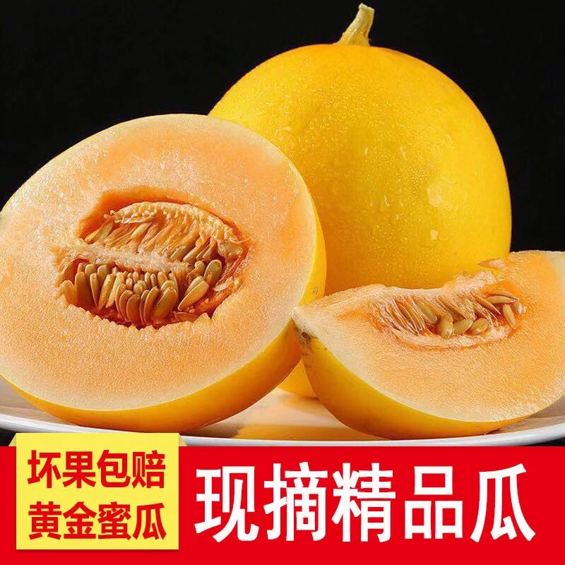 【产地直发】民勤蜜瓜金红宝黄金蜜瓜香甜多汁6斤7斤8斤