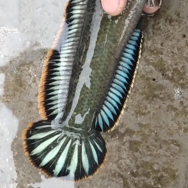 无品牌七彩冷水彩虹雷龙鱼活鱼观赏鱼淡水活体凶猛南鳢易养彩虹