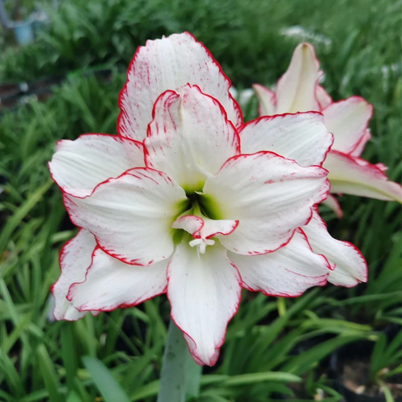 日朱重瓣朱顶红索菲亚