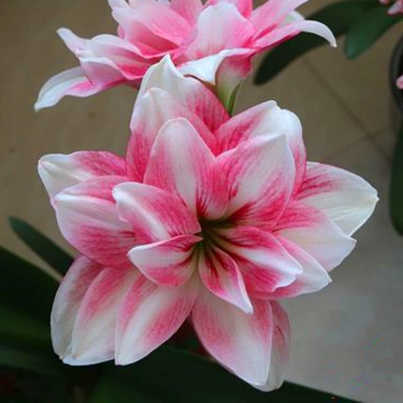 澳洲朱顶红选美皇后花苗