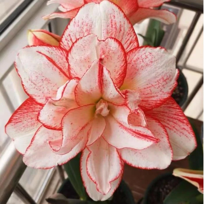 重瓣朱顶红条纹黛丝花苗