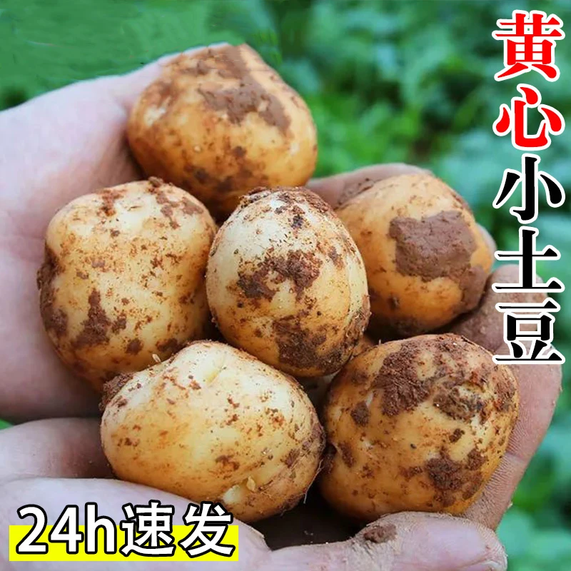 【坏果包赔】湖北恩施小土豆现挖黄心小土豆净重5/9斤洋芋马铃薯