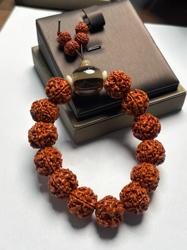 12310  金刚手串多样性发