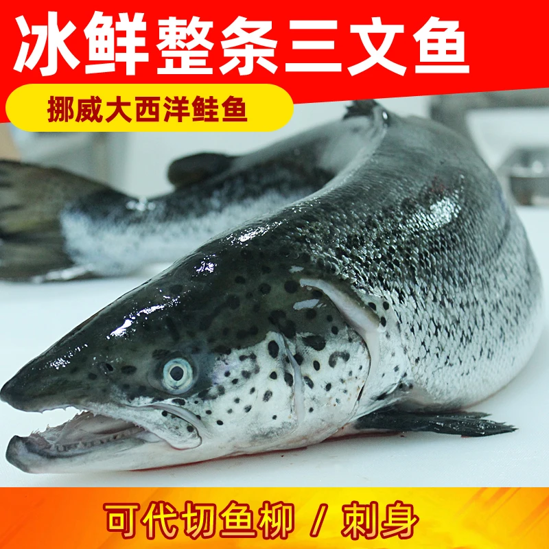 【整条发】挪威冰鲜三文鱼 大西洋鲑鱼生鱼片 海鲜一条批发