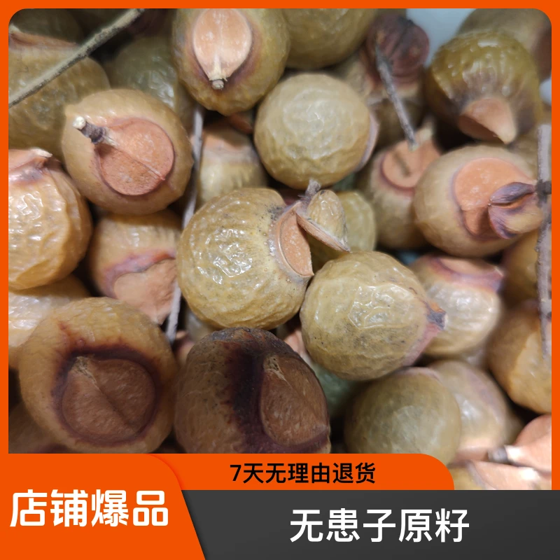 无患子果实原籽 同树籽 做手串更规整  无患子手串手持