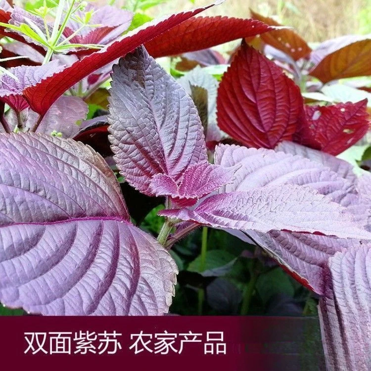 食用紫苏种子日本苏子单双面紫绿大叶野菜蔬菜籽阳台四季易种