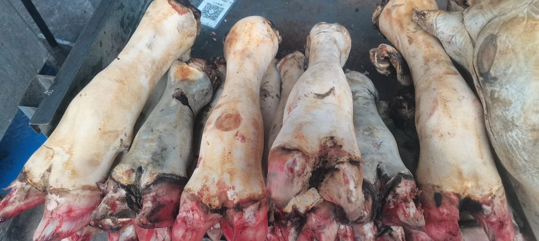 牛蹄高原牦牛带骨牛蹄