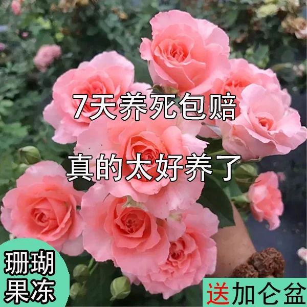 【原盆原土发货】珊瑚果冻月季盆栽送加仑盆云南基地直发多季开花