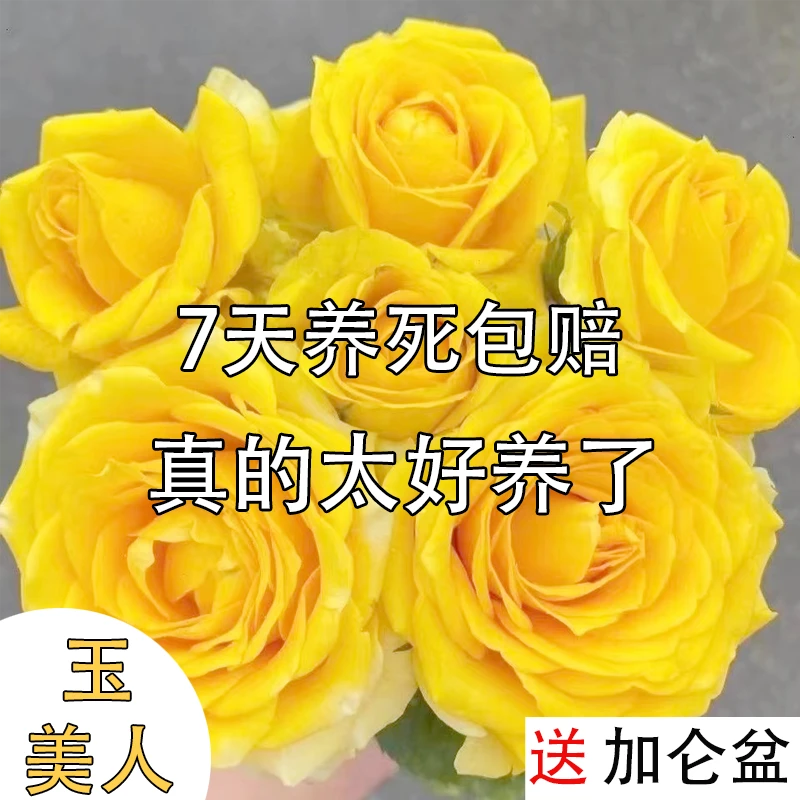 【原盆原土发货】玉美人月季盆栽云南基地直发四季开花原生好养