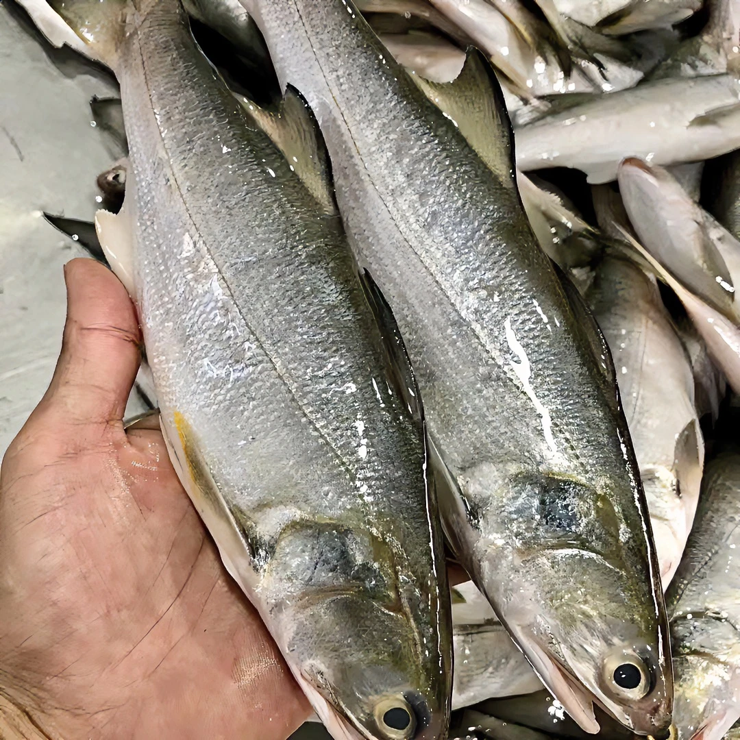 3斤湛江天然本港马友鱼午鱼午笋清蒸红烧顺丰包邮（0.6-0.8斤/条）