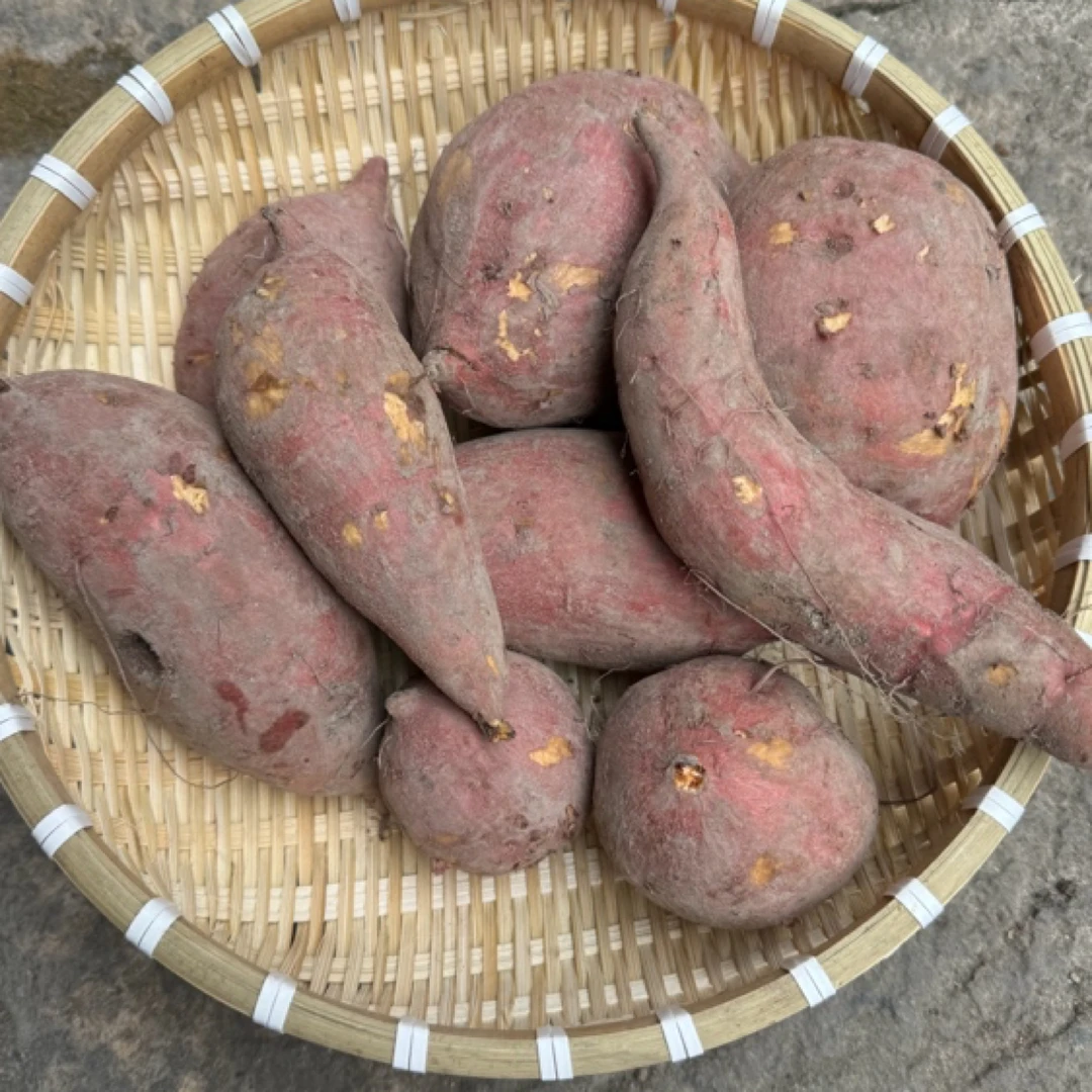 高山 农家 红薯