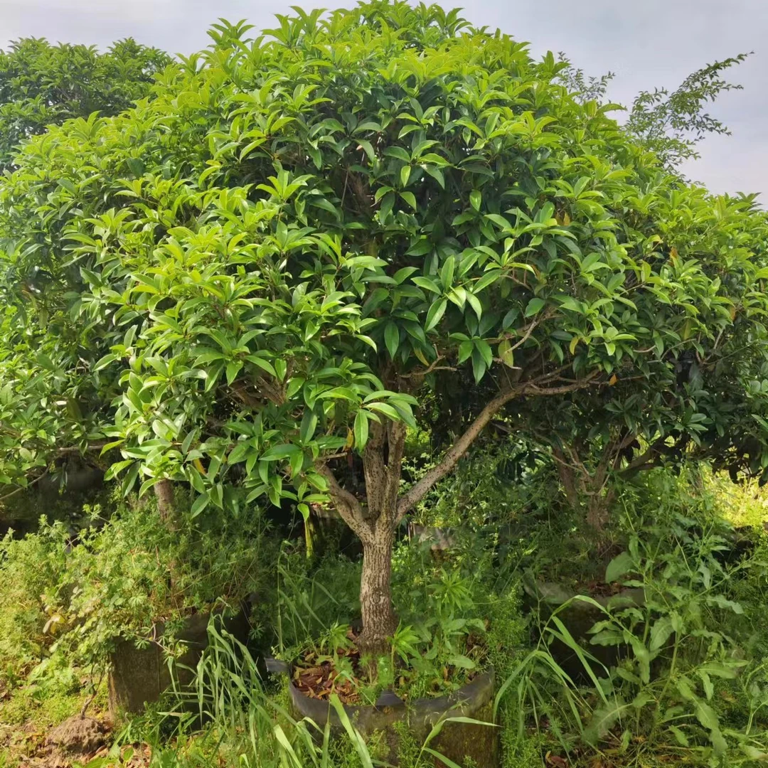 【15到100档】播播间一物一拍所见即所得嫁接桂花植物盆景造型