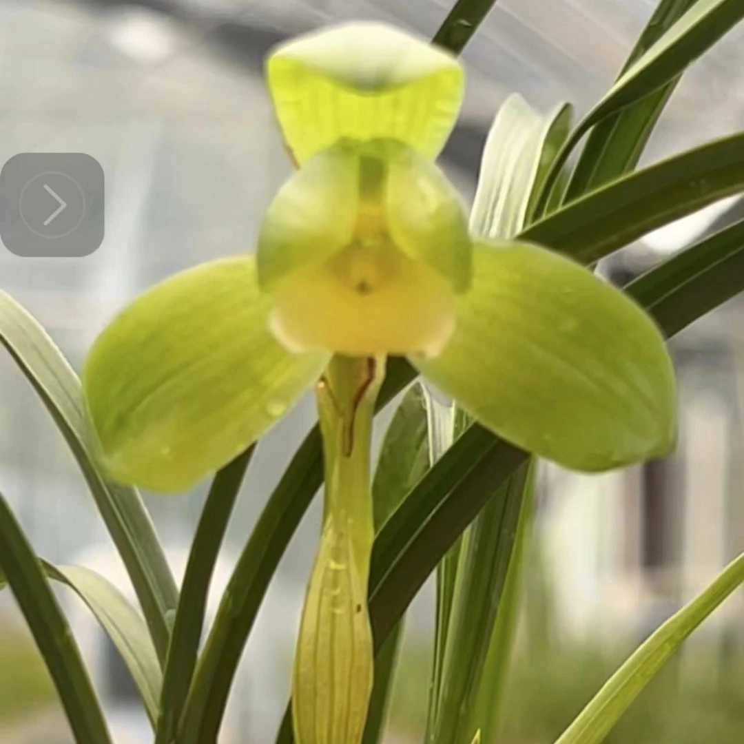 嘉园匠心园艺蕙兰 春兰 建兰 莲瓣兰 兰花（拍下备注）