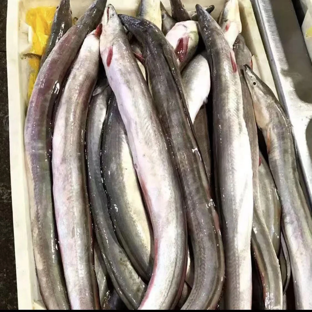 连云港发货海捕鳗鱼6斤