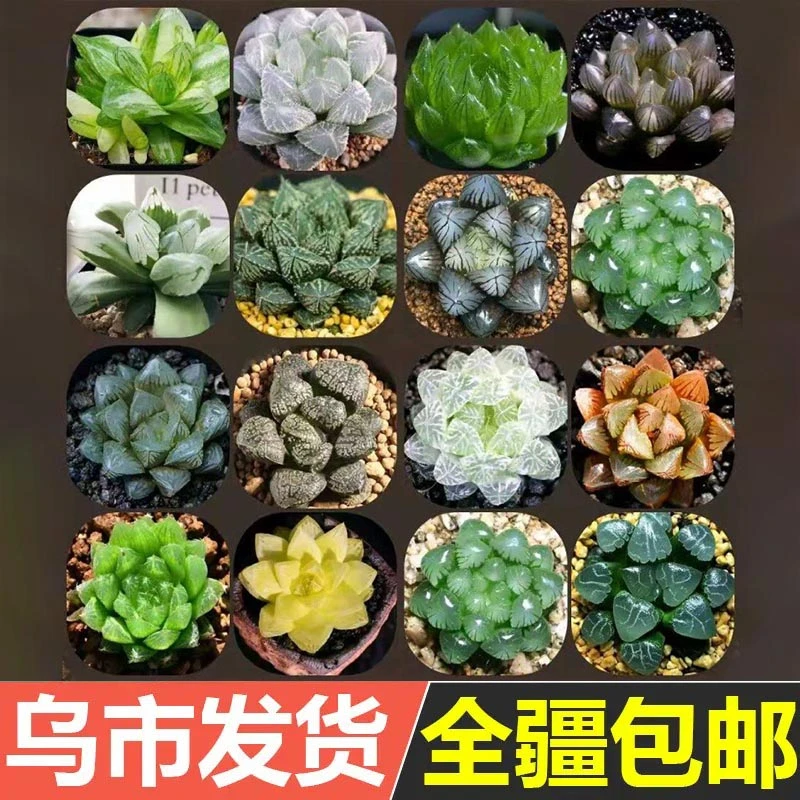 多肉植物组合盆栽小绿植花卉玉露大颗好养室内精品肉肉带盆老桩肉