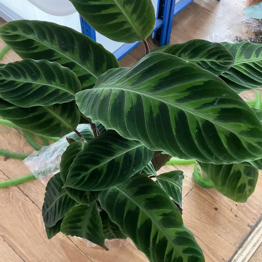 红陶20CM以下得****-天鹅绒1盆