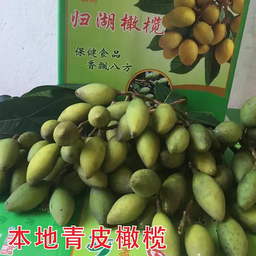 潮州归湖本地青橄榄 野生青皮 现摘现发