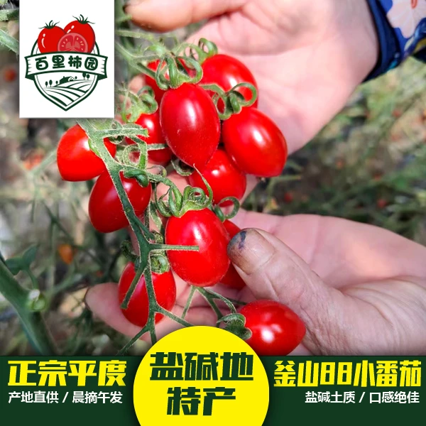 （精选中果）平度盐碱地正宗釜山88玲珑小番茄西红柿圣女果现摘现发