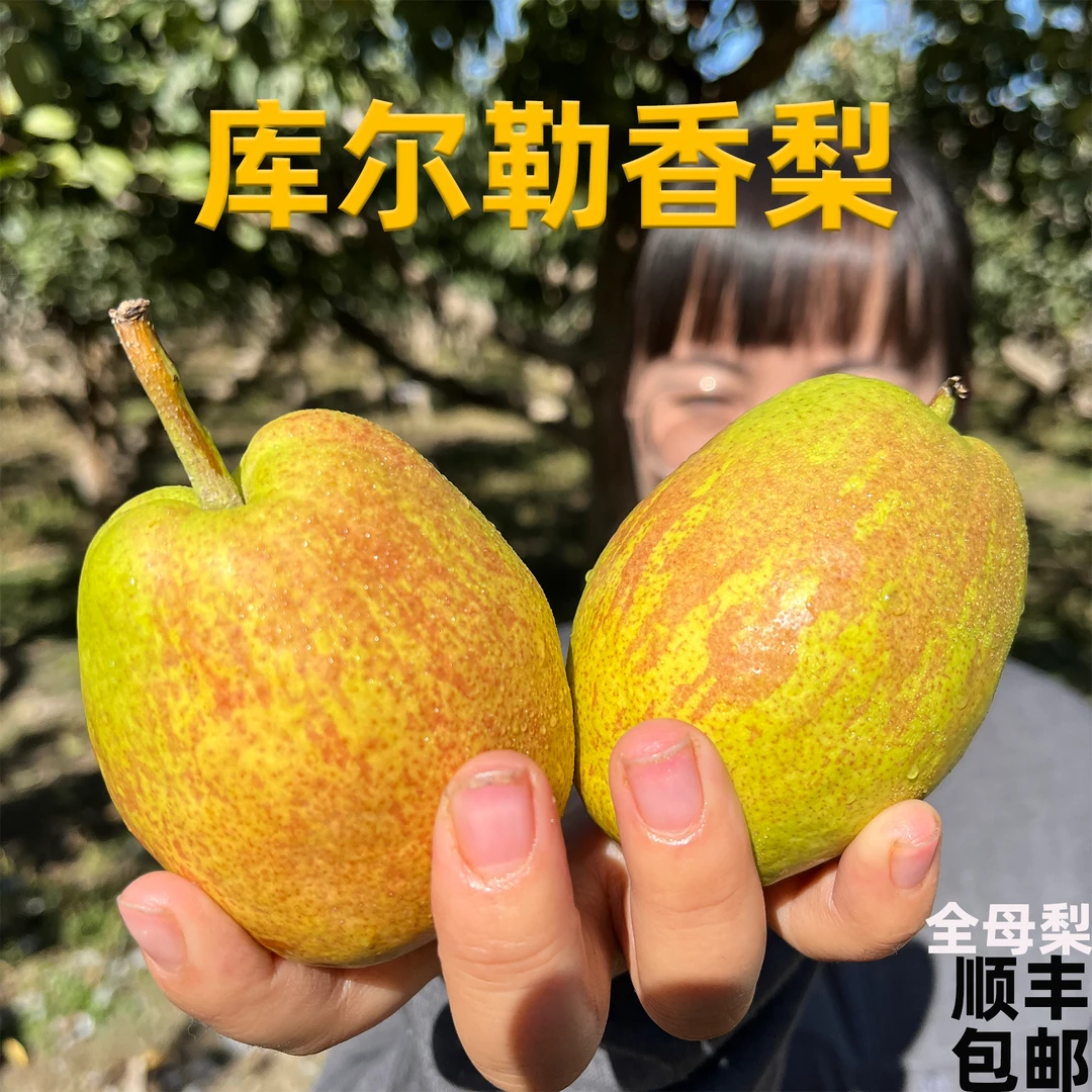 [顺丰 2024现摘全母梨]库尔勒香梨产地直发特级净含量5-9斤美味