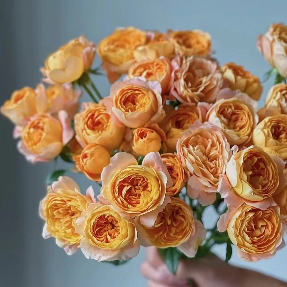 果汁阳台    多头玫瑰