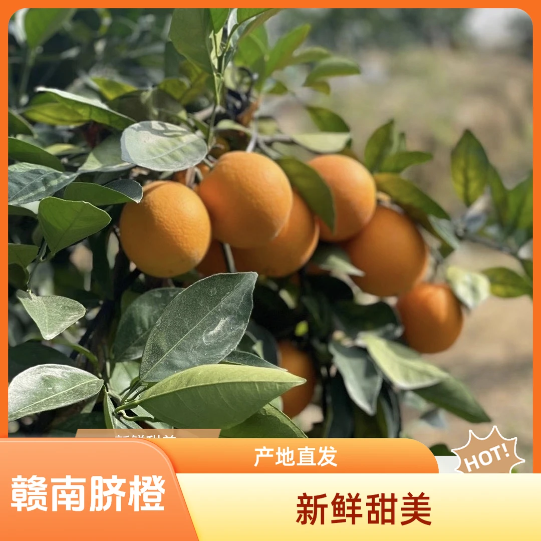 江西赣南脐橙新鲜现发孕妇水果甜橙子产地直送