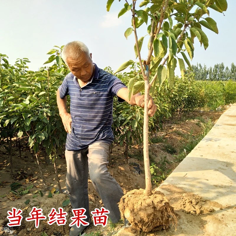 车厘子树苗樱桃树苗盆栽地栽庭院果树南方北方种植矮化樱桃树果苗