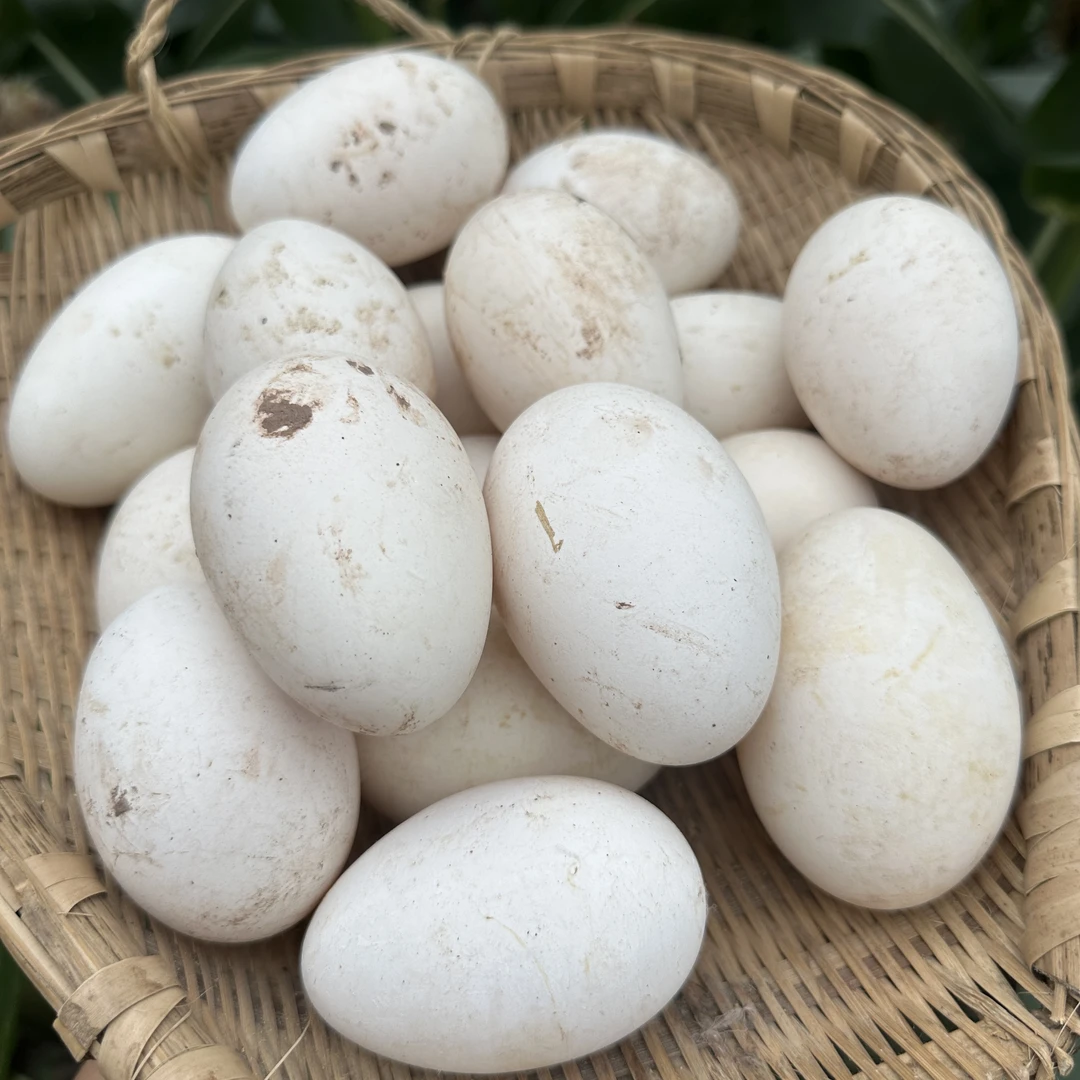乐至人家【农家鹅蛋】24年新鲜鹅蛋土鹅蛋农家鹅蛋大白鹅蛋12枚