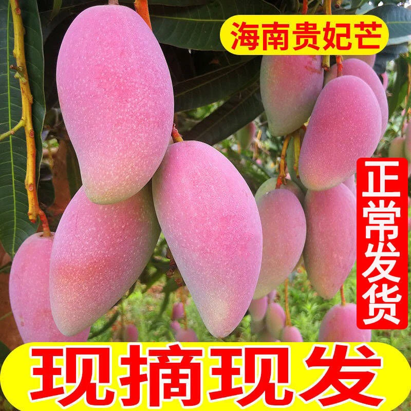 海南贵妃芒果当季新鲜水果现摘现发芒果甜心芒香甜多汁