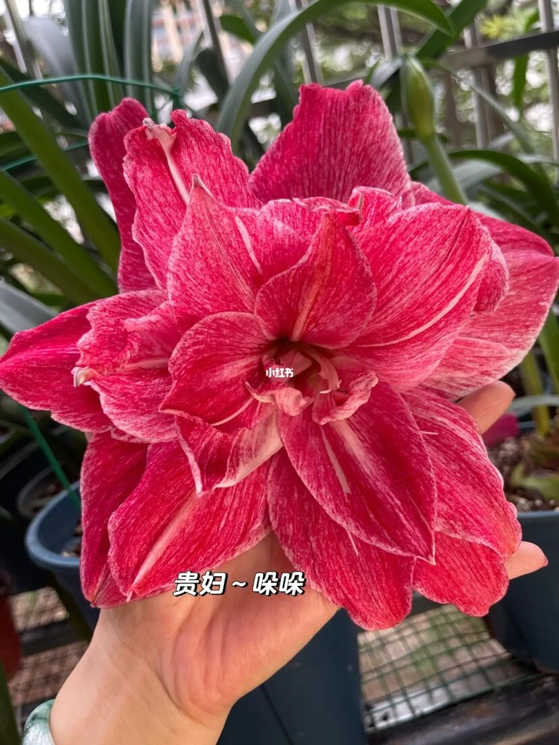 贵妇朱顶红侧苗3cm左右