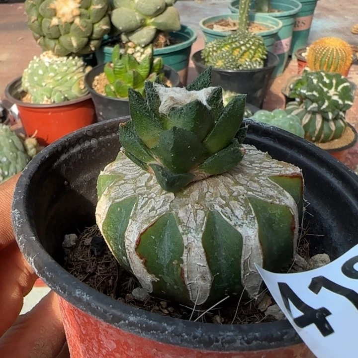 【闪购商品】勃氏牡丹419