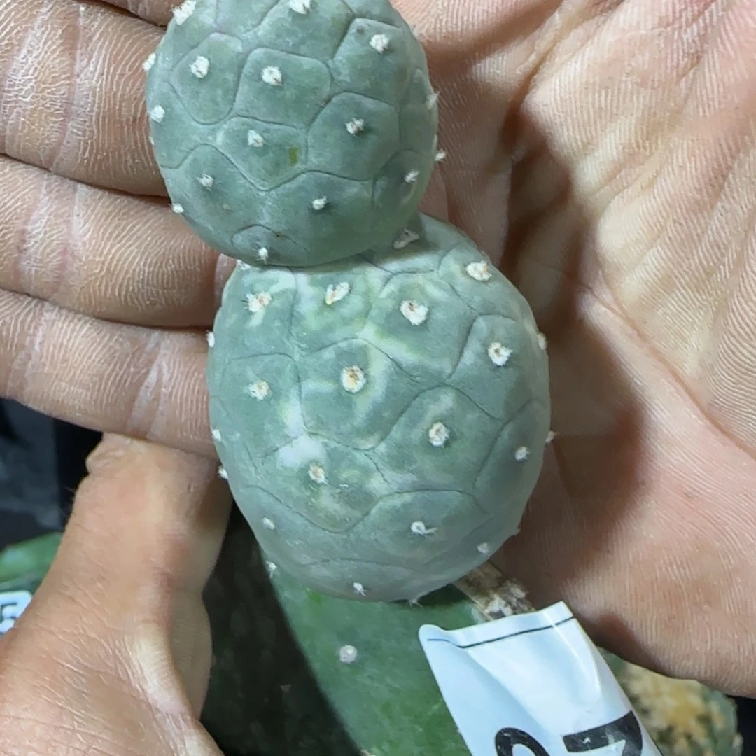 【闪购商品】进口圆球龙鳞无刺习志野锦326